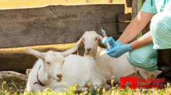 Ternak Kambing: Peluang Usaha Menjanjikan dari Desa hingga Kota