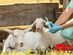 Ternak Kambing: Peluang Usaha Menjanjikan dari Desa hingga Kota