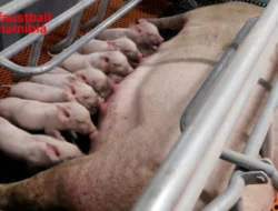 Ternak Babi: Peluang Usaha yang Menjanjikan di Sektor Peternakan