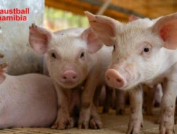 Peternakan Babi: Panduan Dasar, Manfaat, dan Strategi Sukses