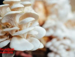 Budidaya Jamur Tiram Usaha Menguntungkan untuk Pemula