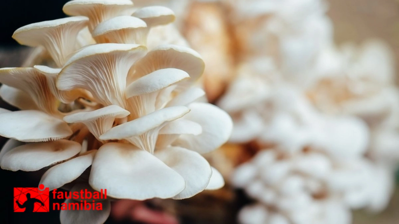 Budidaya Jamur TIram