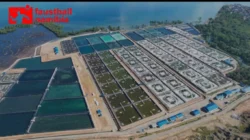 Tambak Udang: Peluang Bisnis Perikanan yang Menguntungkan