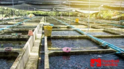 Tambak Lele: Peluang Usaha Menjanjikan dengan Modal Terjangkau