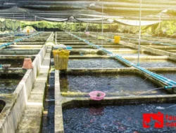 Tambak Lele: Peluang Usaha Menjanjikan dengan Modal Terjangkau