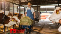 Peternakan Sapi Perah: Peluang Agribisnis Menjanjikan
