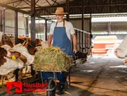 Peternakan Sapi Perah: Peluang Agribisnis Menjanjikan
